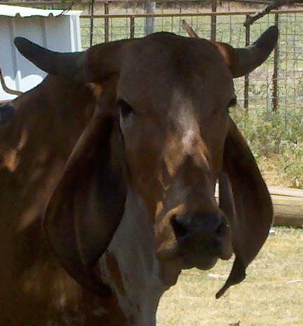 Indu-Brazilian - COW BREEDS | DZROXIS JISHEBI | ძროხის ჯიშები